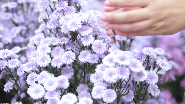 年轻女子幸福地捧着一朵紫色的花，在花园里闻着紫色的花