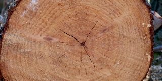 一个树桩的木头的特写