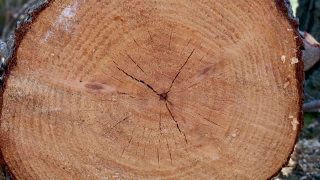 一个树桩的木头的特写视频素材模板下载