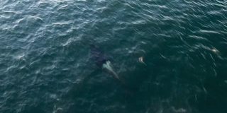 无人机拍摄虎鲸吹洞喷雾温哥华岛