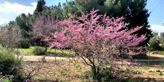 开花的紫荆(犹大树)树有粉红色的花。以色列。高清