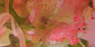 Сlose-up的花蕾在水下开放。颜料在水中流淌，彩墨在花旁流淌。