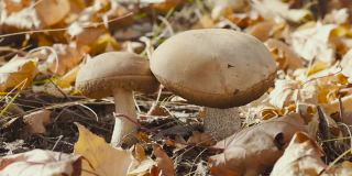 棕色的牛肝菌属菌类蘑菇