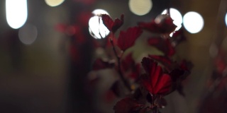 夜间以灯泡为背景的红色树叶的灌木。
