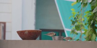 印度小麻雀从铁碗里吃面包的慢镜头