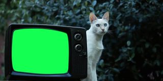 白猫和绿屏复古电视。
