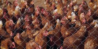 当地养鸡场的母鸡。铁丝网后面的一群母鸡。一群在人道家禽农场自由漫步的母鸡