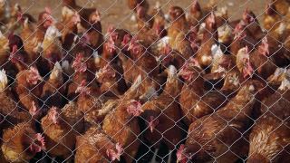 当地养鸡场的母鸡。铁丝网后面的一群母鸡。一群在人道家禽农场自由漫步的母鸡视频素材模板下载