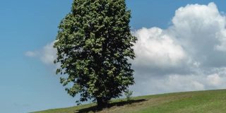 树和云。树和云在时间推移4k视频云飘过天空。塞尔维亚米洛克山山坡上的一棵孤零零的树。