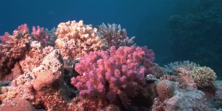 珊瑚在清澈的蓝色海水在红海。