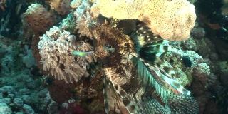 在红海海底的珊瑚中有毒的蝎子鱼。