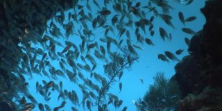 一群透明的玻璃鱼在清澈的水在珊瑚在红海。