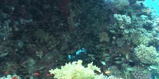 一群生活在红海水下珊瑚中的鱼。