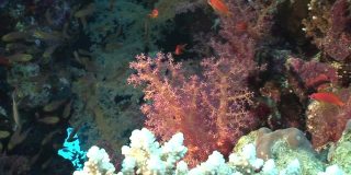 一群生活在红海水下软珊瑚中的鱼。