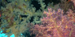 一群生活在红海软珊瑚中的鱼。