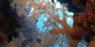 明亮的软珊瑚在清澈的海水在红海。