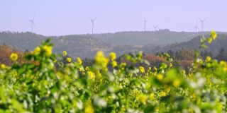 在油菜田后面的山上旋转着风力涡轮机。油菜籽田后面的小山上有风力涡轮机。