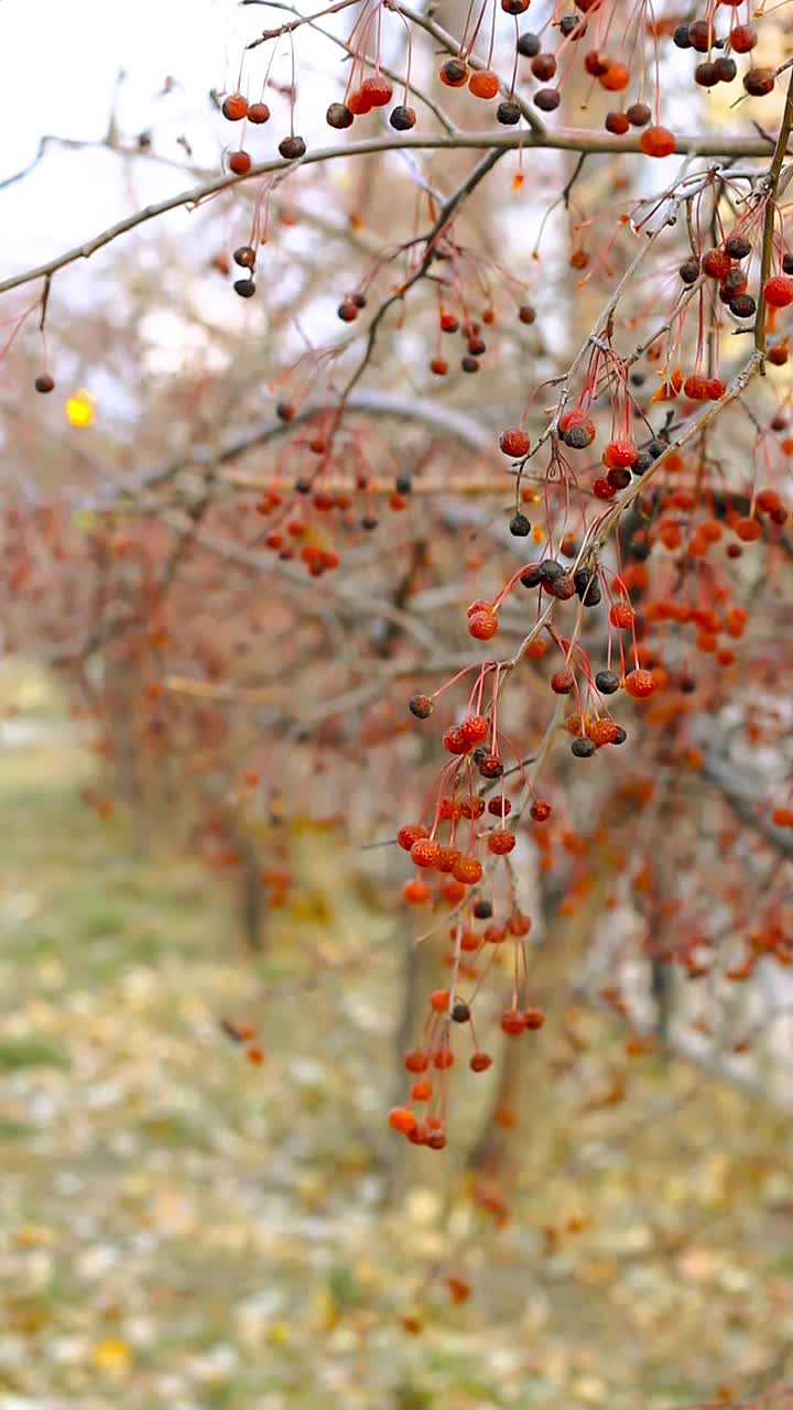 特写秋天红色的山楂果实，海棠，在灌木树上沿着人行道的道路