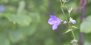 大钟在一个阳光明媚的夏日。