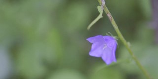 大钟在一个阳光明媚的夏日。