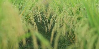 水稻农场的稻田特写