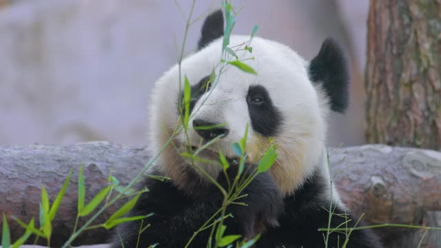 大熊猫(Ailuropoda melanoleuca)也叫熊猫熊或熊猫，是中国中南部的一种熊。