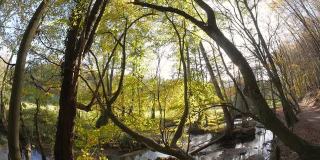秋天森林中的小溪，用吊车拍摄