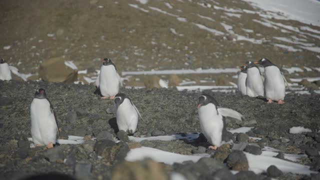 南极洲-巴布亚企鹅(Pygoscelis巴布亚)行走在企鹅群中