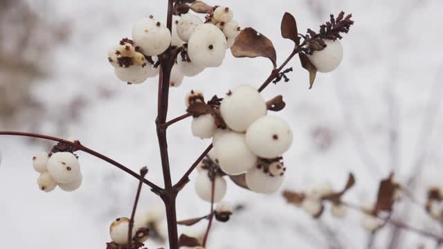 Bush of snowberry sways in the wind. Snow winter
