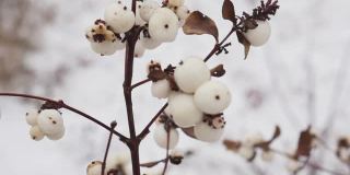 Bush of snowberry sways in the wind. Snow winter