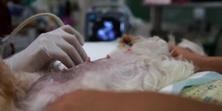 兽医为怀孕。兽医。兽医正在做超声波检查。看看狗里面的小狗。兽医做超声并分析动物的健康状况。有选择性的重点。日本柴犬。