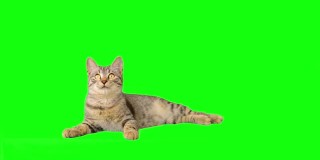 可爱的小猫在绿色的屏幕上