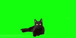 黑猫坐在绿色的屏幕上