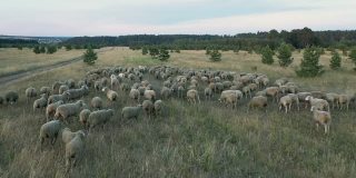一群公羊在牧场上奔跑的鸟瞰图。家畜饲养，公羊在田野里散步，吃草。