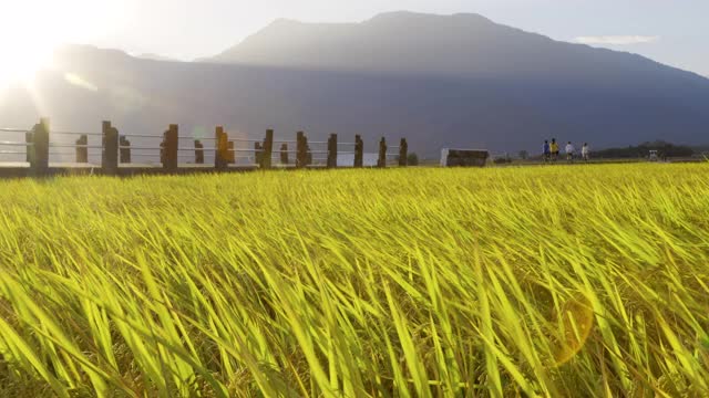 台湾台东县赤上乡美丽的稻田和布朗大道