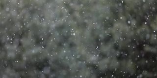 森林里下雪了。第一场雪