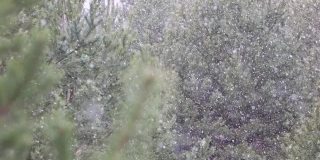 以绿松枝为背景，延时拍摄飘落的雪