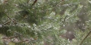 以绿松枝为背景，延时拍摄飘落的雪