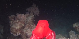 西班牙舞者裸鳃海蛞蝓在红海水下寻找食物。
