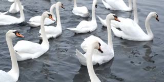 一大群白天鹅在一个小池塘里游泳