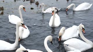 一大群白天鹅在一个小池塘里游泳视频素材模板下载