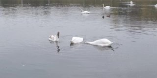 三只白天鹅在湖中觅食