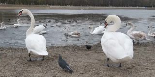 池塘岸边的白天鹅会吓到鸽子