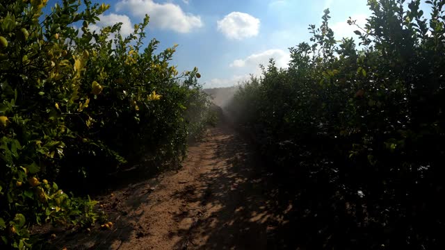 喷雾生态农药。农民穿上防护服，用柠檬树做口罩进行熏蒸