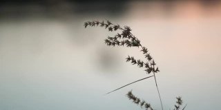 湖前植物的特写镜头。自然概念