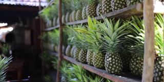 视频观看墨西哥餐厅货架上一排排菠萝