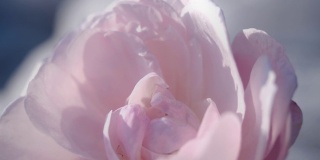 粉红玫瑰背景，宁静的自然背景