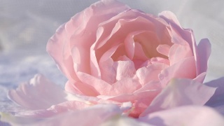 粉红玫瑰背景，宁静的自然背景视频素材模板下载