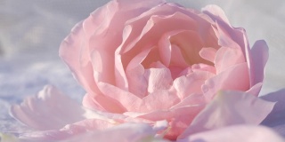 粉红玫瑰背景，宁静的自然背景