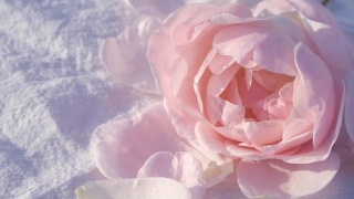 粉红玫瑰背景，宁静的自然背景视频素材模板下载